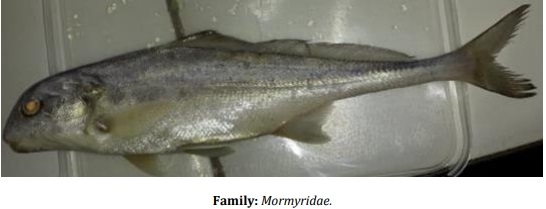 Catalogue of Some Saltwater and Freshwater Fish Species of the Niger Delta Region of Nigeria - Image 28