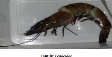 Catalogue of Some Saltwater and Freshwater Fish Species of the Niger Delta Region of Nigeria - Image 13