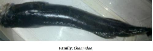 Catalogue of Some Saltwater and Freshwater Fish Species of the Niger Delta Region of Nigeria - Image 17