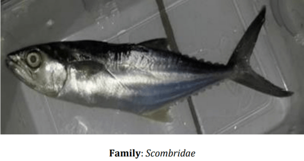 Catalogue of Some Saltwater and Freshwater Fish Species of the Niger Delta Region of Nigeria - Image 1