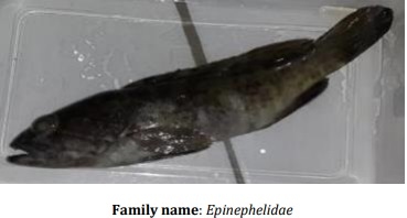 Catalogue of Some Saltwater and Freshwater Fish Species of the Niger Delta Region of Nigeria - Image 11