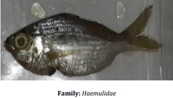 Catalogue of Some Saltwater and Freshwater Fish Species of the Niger Delta Region of Nigeria - Image 7