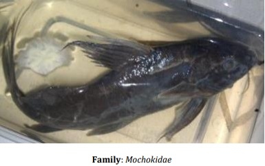 Catalogue of Some Saltwater and Freshwater Fish Species of the Niger Delta Region of Nigeria - Image 35
