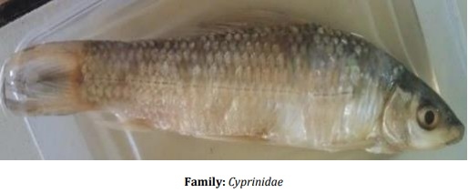 Catalogue of Some Saltwater and Freshwater Fish Species of the Niger Delta Region of Nigeria - Image 34