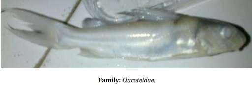 Catalogue of Some Saltwater and Freshwater Fish Species of the Niger Delta Region of Nigeria - Image 31