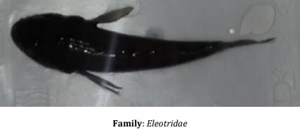 Catalogue of Some Saltwater and Freshwater Fish Species of the Niger Delta Region of Nigeria - Image 9
