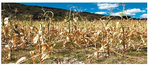 What are the innovative ingredients of the future in animal nutrition? - Image 1