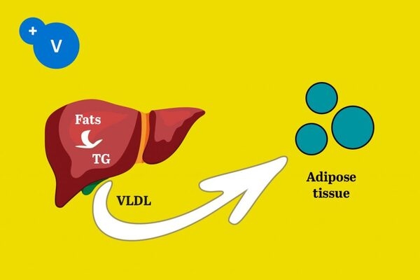 Heat stress and fatty liver hemorrhagic syndrome in poultry - Image 2
