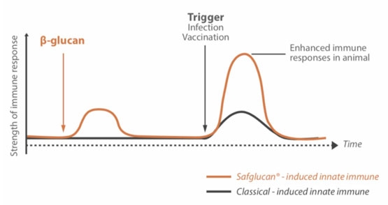 Figure 1 – How Safglucan® induces a small initial response, needed to train and prepare the innate immune cells for an actual infection.
