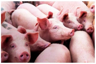 pigs