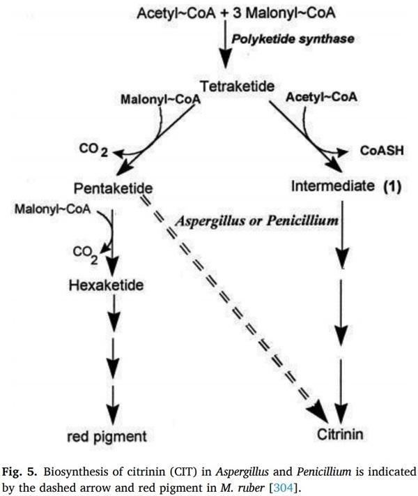 Aspergillus derived mycotoxins in food and the environment: Prevalence, detection, and toxicity - Image 10