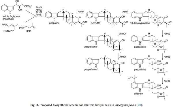 Aspergillus derived mycotoxins in food and the environment: Prevalence, detection, and toxicity - Image 3