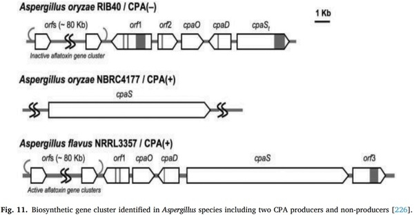 Aspergillus derived mycotoxins in food and the environment: Prevalence, detection, and toxicity - Image 16