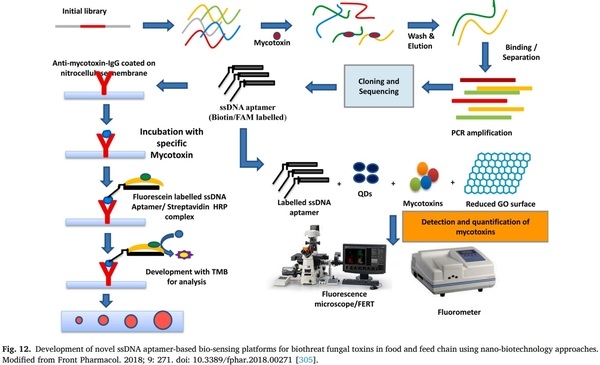 Aspergillus derived mycotoxins in food and the environment: Prevalence, detection, and toxicity - Image 17