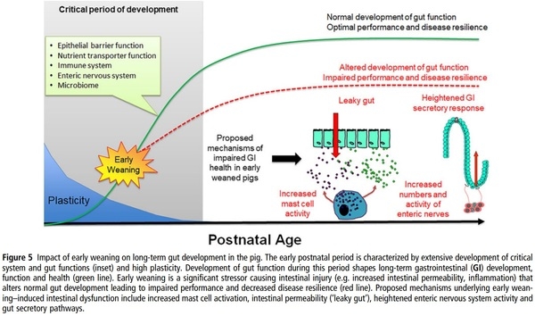 Review: innovation through research in the North American pork industry - Image 5