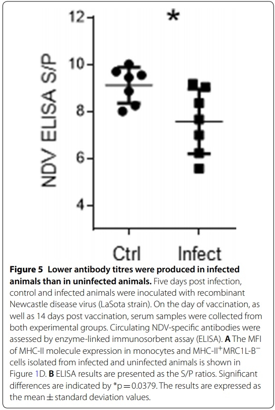A transient increase in MHC-IIlow monocytes after experimental infection with Avibacterium paragallinarum (serovar B-1) in SPF chickens - Image 5
