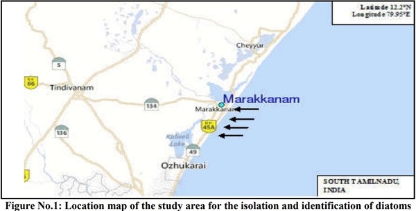 Larger Diatom Flora Isolated and Identified from the Northeast Pelagic Seacoast of Marakkanam, Tamil Nadu, India - Image 3