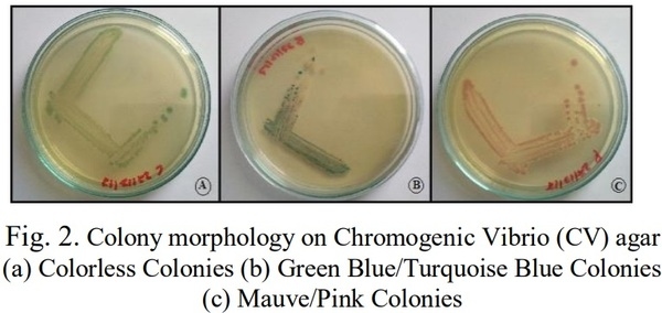 Isolation, Identification and Biochemical Characterization of Vibrios Species from Shrimp Hatcheries near Pondicherry Coast, Tamilnadu, India - Image 2