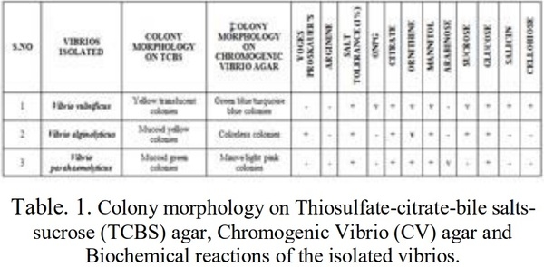 Isolation, Identification and Biochemical Characterization of Vibrios Species from Shrimp Hatcheries near Pondicherry Coast, Tamilnadu, India - Image 3