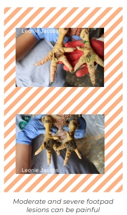Footpad dermatitis in poultry: a common issue in commercial and backyard flocks - Image 6