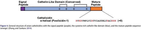 Antimicrobial peptides as an alternative to relieve antimicrobial growth promoters in poultry - Image 5