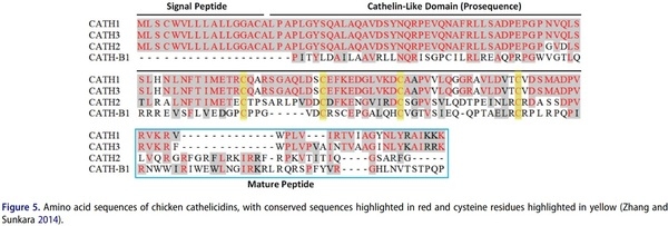 Antimicrobial peptides as an alternative to relieve antimicrobial growth promoters in poultry - Image 6