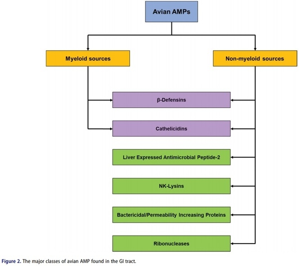 Antimicrobial peptides as an alternative to relieve antimicrobial growth promoters in poultry - Image 2