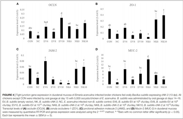 Oral Delivery of Bacillus subtilis Expressing Chicken NK-2 Peptide Protects Against Eimeria acervulina Infection in Broiler Chickens - Image 7