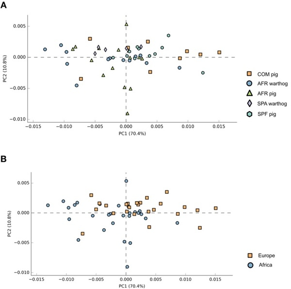 Comparative analysis of the fecal microbiota from different species of domesticated and wild suids - Image 9