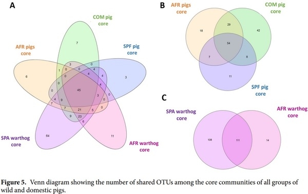 Comparative analysis of the fecal microbiota from different species of domesticated and wild suids - Image 7