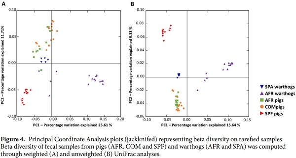Comparative analysis of the fecal microbiota from different species of domesticated and wild suids - Image 6