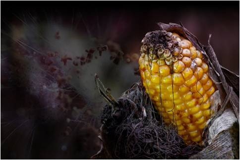 Effects of mycotoxins on chicken production in Southeast Asia - Image 1