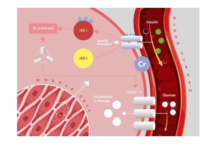 Effect of Chromium on heat stress and immune modulation in poultry birds - Image 1