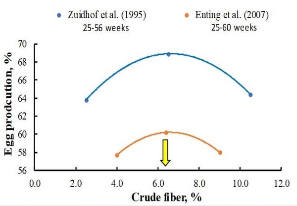 How to Increase the Persistence of Egg Production in Broiler Breeders? - Image 4