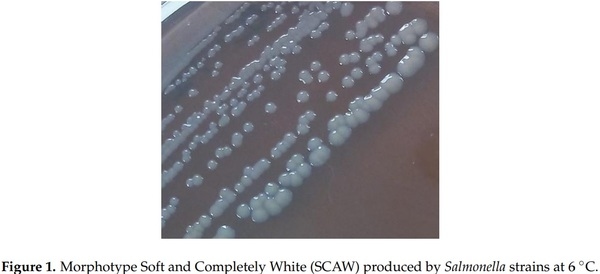 Effect of Food Residues in Biofilm Formation on Stainless Steel and Polystyrene Surfaces by Salmonella enterica Strains Isolated from Poultry Houses - Image 1