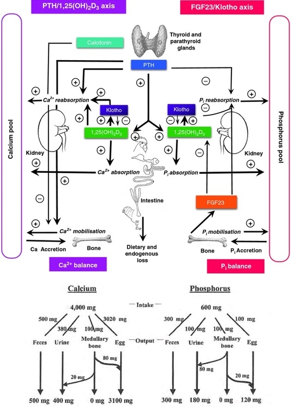 Nutritional strategies to achieve 500 eggs in 100 weeks in high-production layers - Image 22