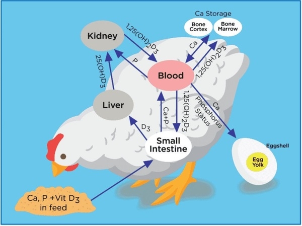 Nutritional strategies to achieve 500 eggs in 100 weeks in high-production layers - Image 24