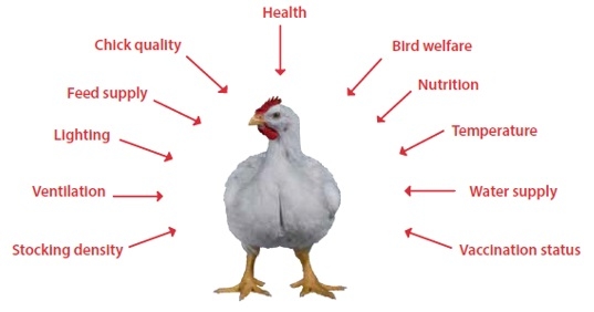 Nutritional requirements of modern broilers - Image 2
