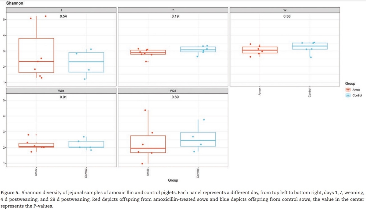 The effect of maternal antibiotic use in sows on intestinal development in offspring - Image 11