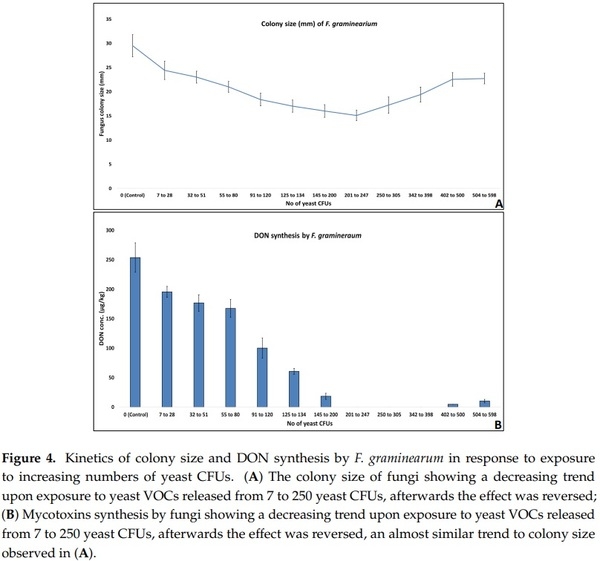 Application of Low-Fermenting Yeast Lachancea thermotolerans for the Control of Toxigenic Fungi Aspergillus parasiticus, Penicillium verrucosum and Fusarium graminearum and Their Mycotoxins - Image 4