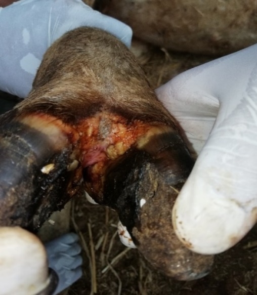 Foot-and-Mouth Disease Outbreak at Bageshwori Gaushala, Chitwan, Nepal - Image 3