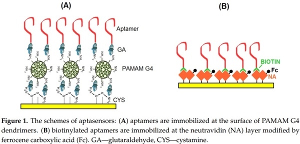 Label-Free and Redox Markers-Based Electrochemical Aptasensors for Aflatoxin M1 Detection - Image 1