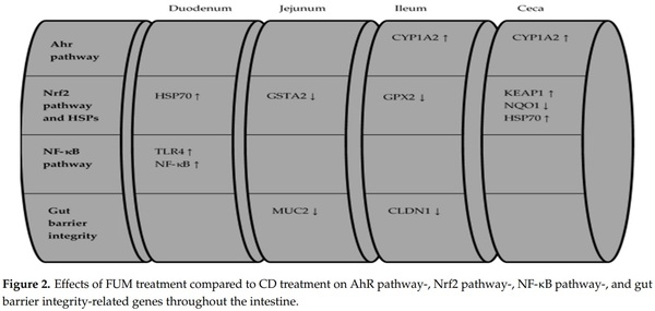 Effects of Deoxynivalenol and Fumonisins on Broiler Gut Cytoprotective Capacity - Image 11