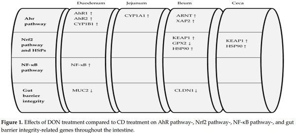 Effects of Deoxynivalenol and Fumonisins on Broiler Gut Cytoprotective Capacity - Image 10
