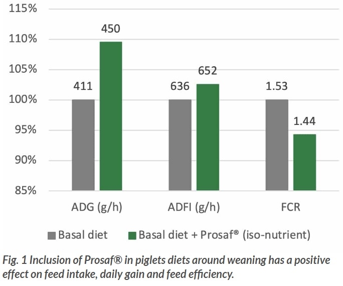 Weaning piglets without zinc oxide - Image 1