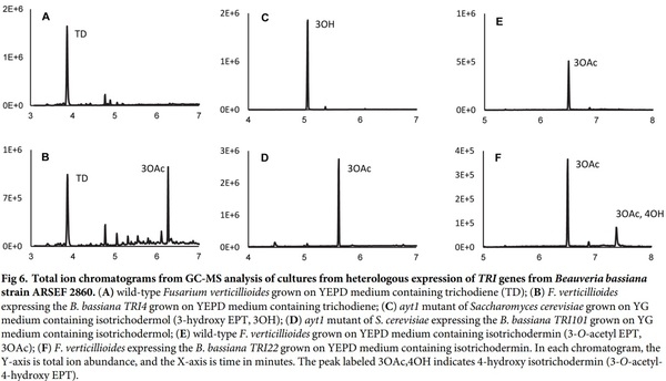 Evolution of structural diversity of trichothecenes, a family of toxins produced by plant pathogenic and entomopathogenic fungi - Image 9