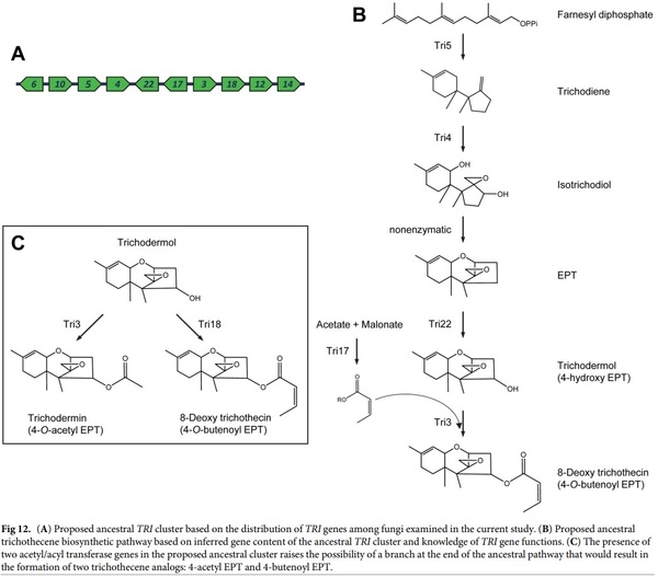 Evolution of structural diversity of trichothecenes, a family of toxins produced by plant pathogenic and entomopathogenic fungi - Image 15