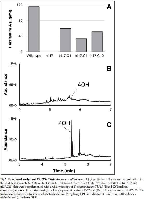 Evolution of structural diversity of trichothecenes, a family of toxins produced by plant pathogenic and entomopathogenic fungi - Image 8