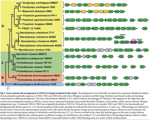 Evolution of structural diversity of trichothecenes, a family of toxins produced by plant pathogenic and entomopathogenic fungi - Image 5