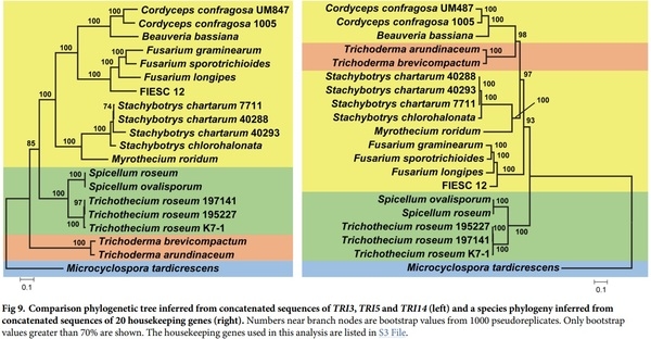 Evolution of structural diversity of trichothecenes, a family of toxins produced by plant pathogenic and entomopathogenic fungi - Image 12